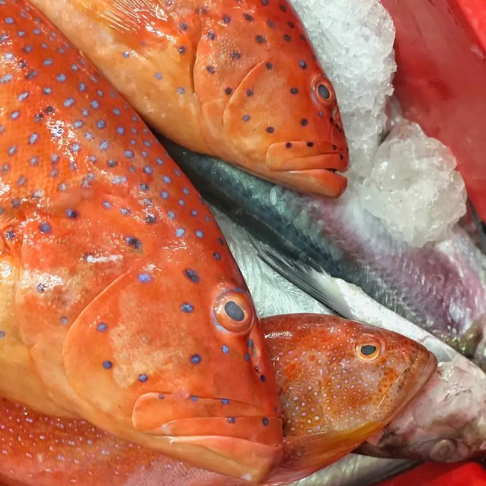 Frozen Red Grouper Whole Round Fish with 18 Months Shelf Life IQF