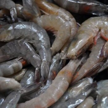 Frozen Shrimps / Frozen Lobsters
