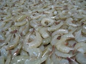 Frozen Headless Shrimp, Variety : White