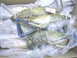 Frozen Shrimp, Style : Preserved